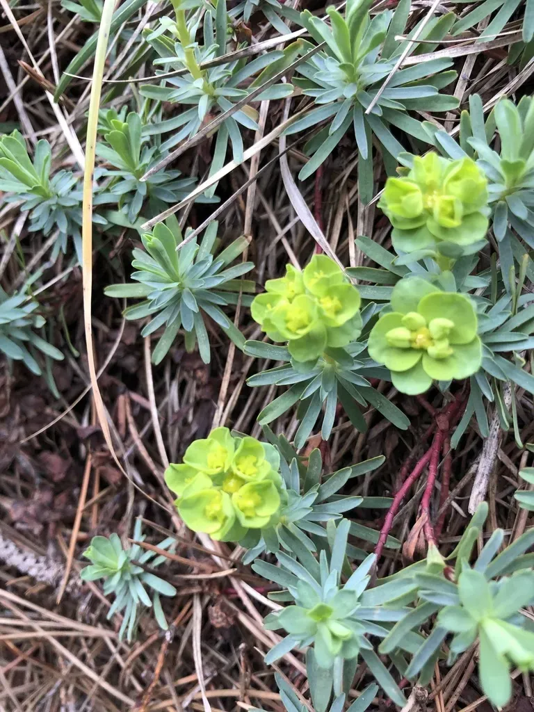 Euphorbia Saxatilis