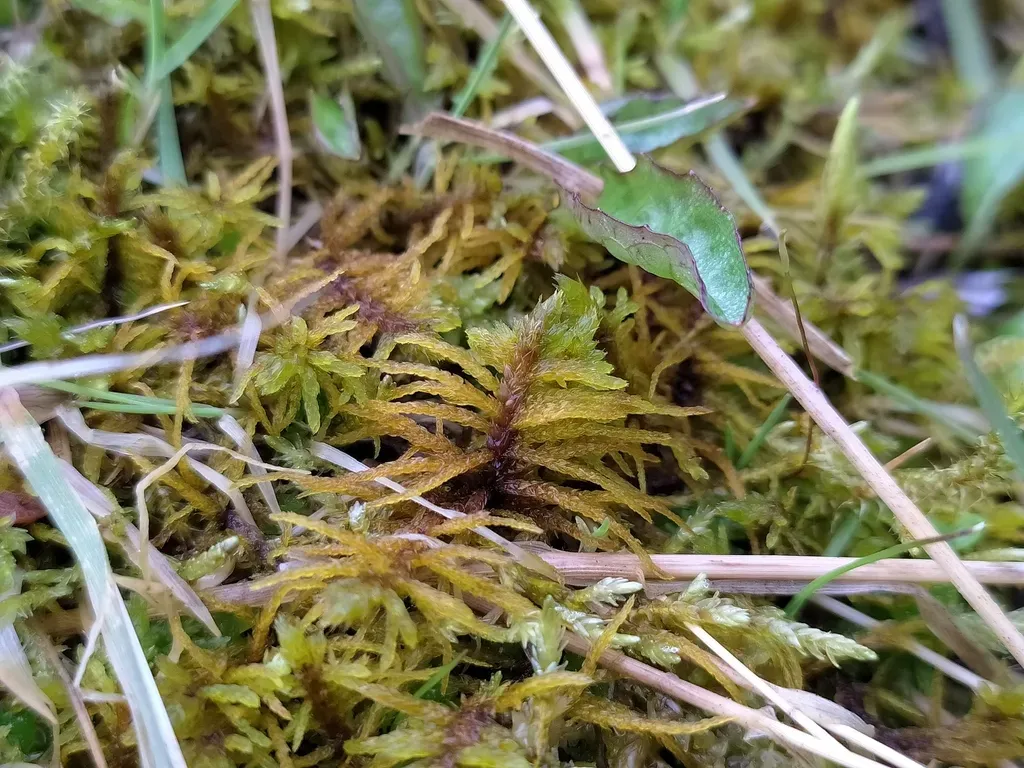 Blandow's Bog Moss