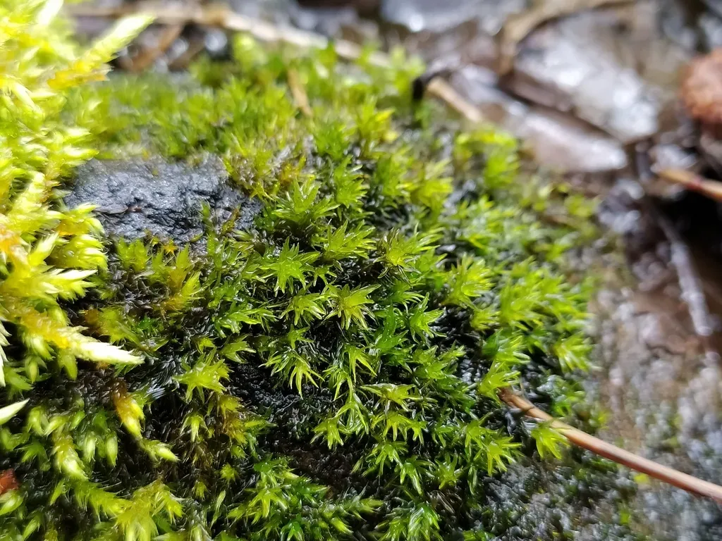 Narrow-leaved Fringe-moss