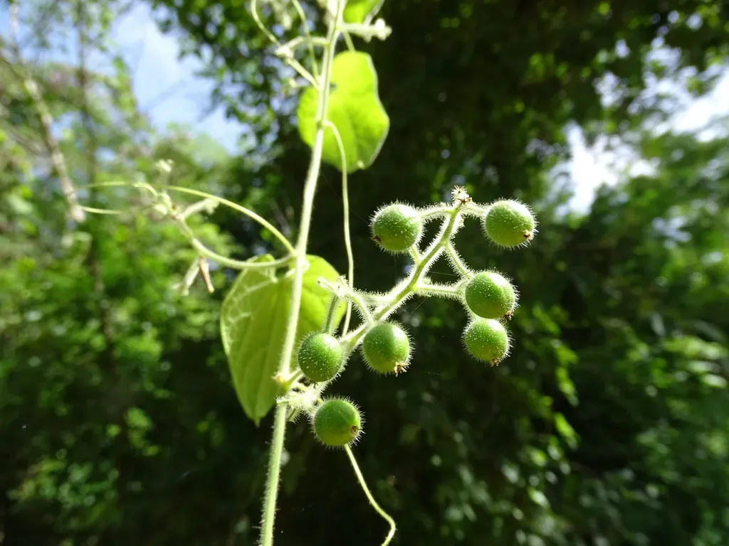 Sicydium Tamnifolium