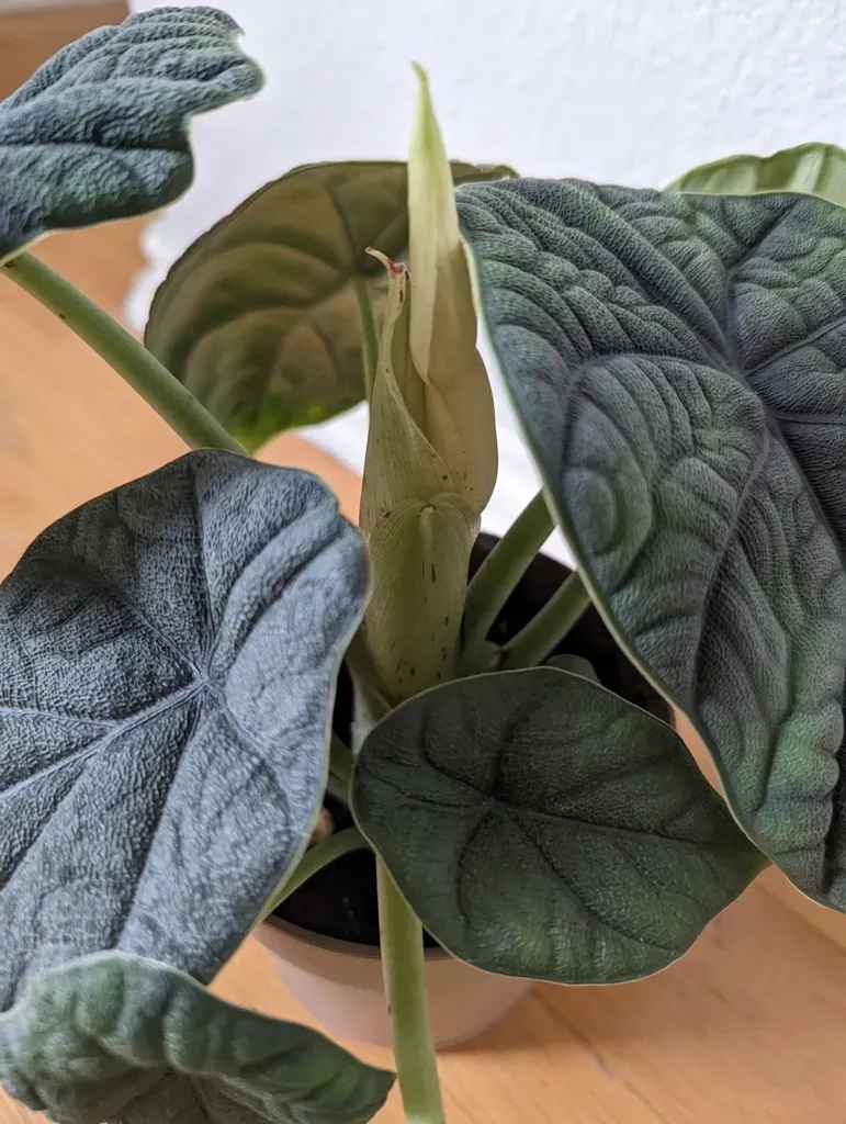 Alocasia Melo