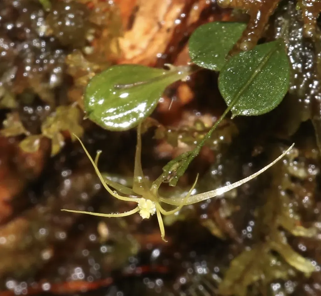 Lepanthes Filamentosa