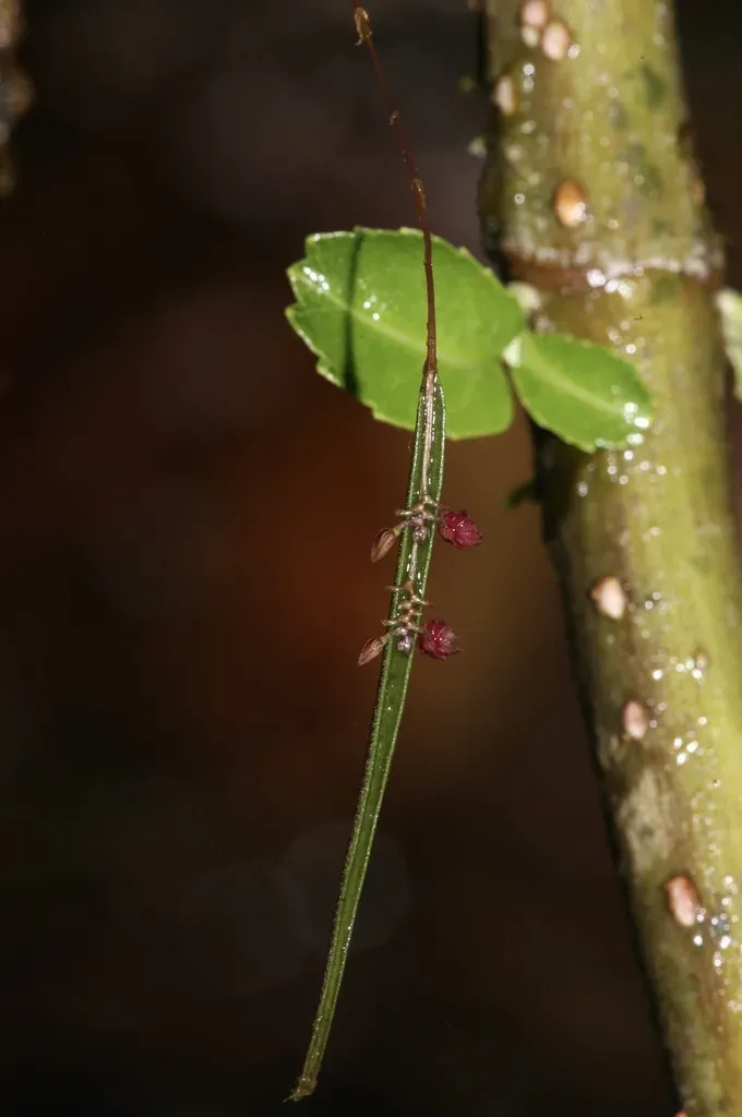 Lepanthes Aciculifolia