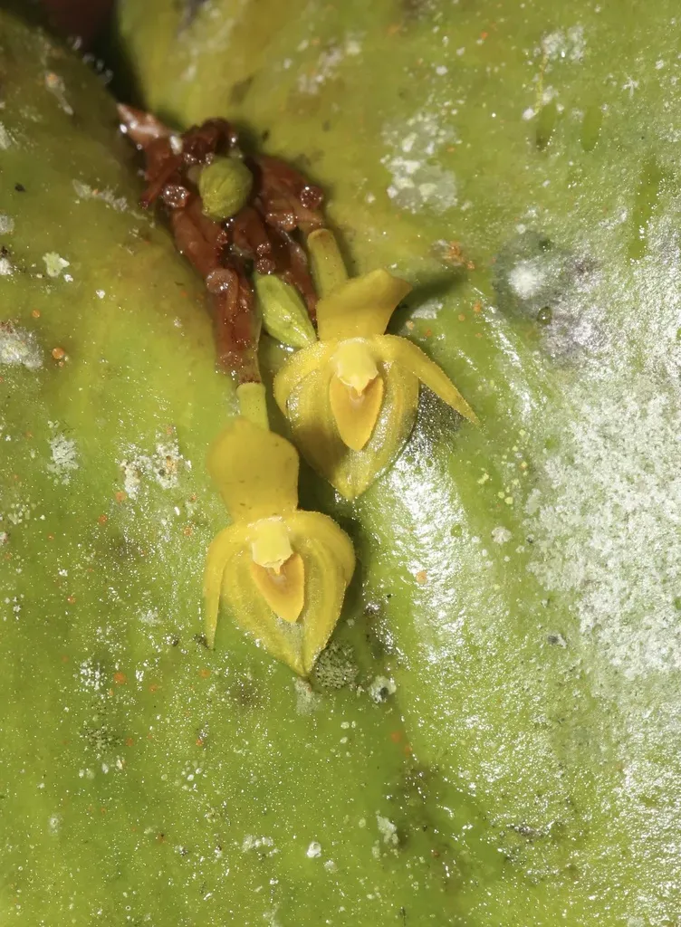 Pleurothallis Phyllocardioides