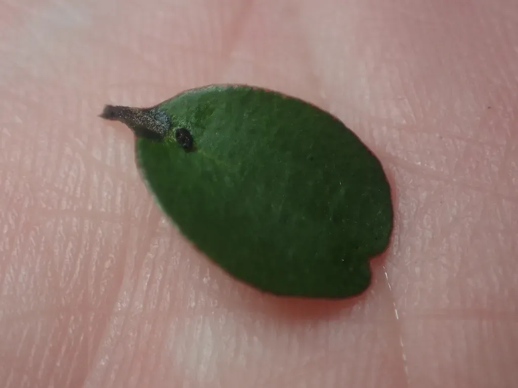 Dwarf Club Mistletoe