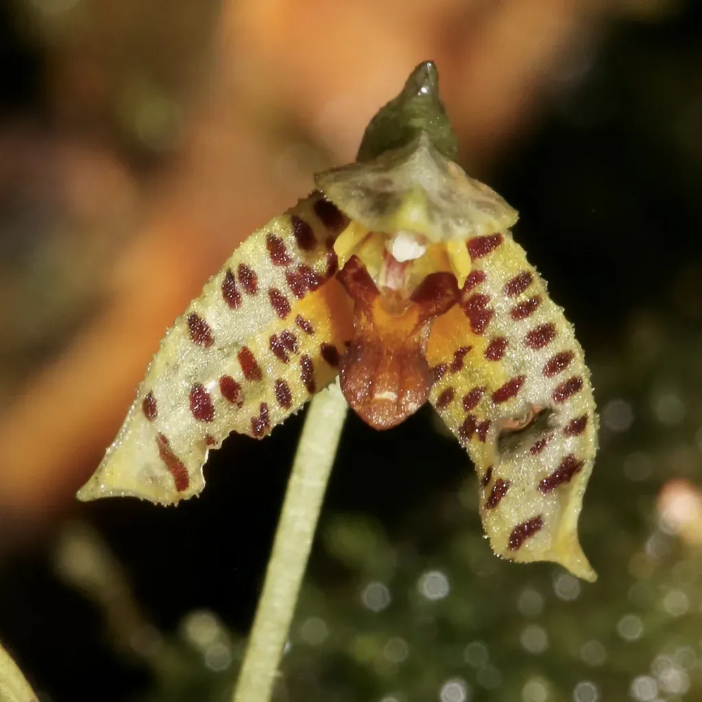 Masdevallia Mutica