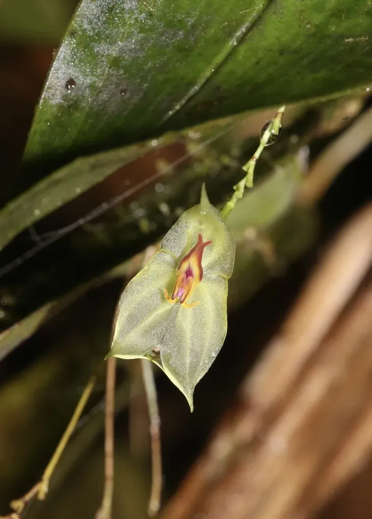 Lepanthes Nicolasii