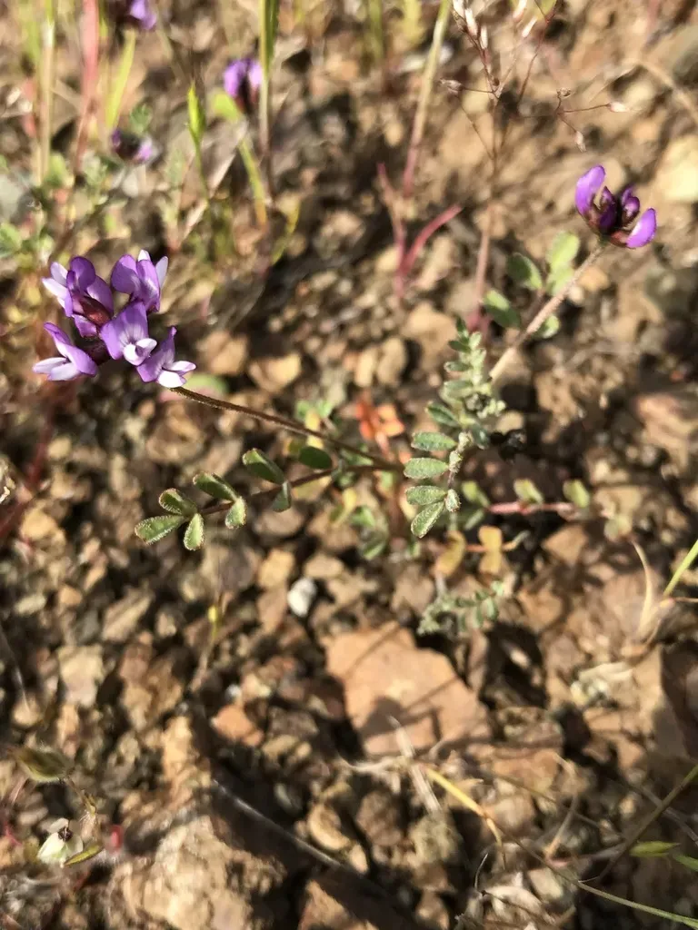 Gambel's Dwarf Milkvetch