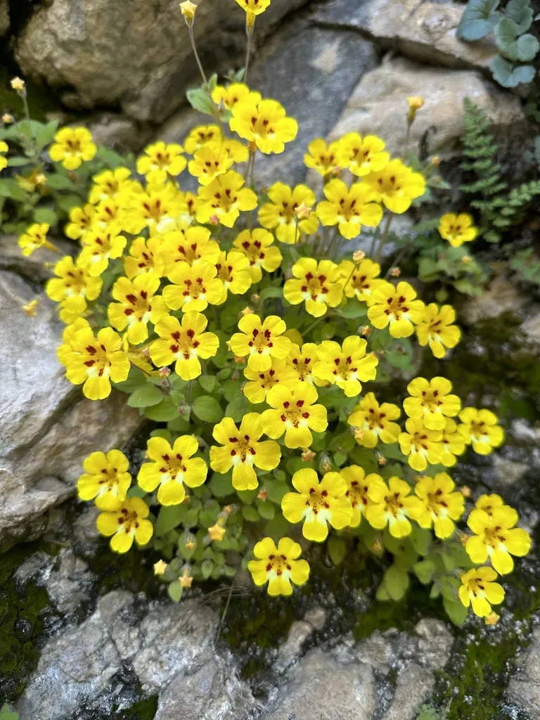 Kaweah Monkeyflower