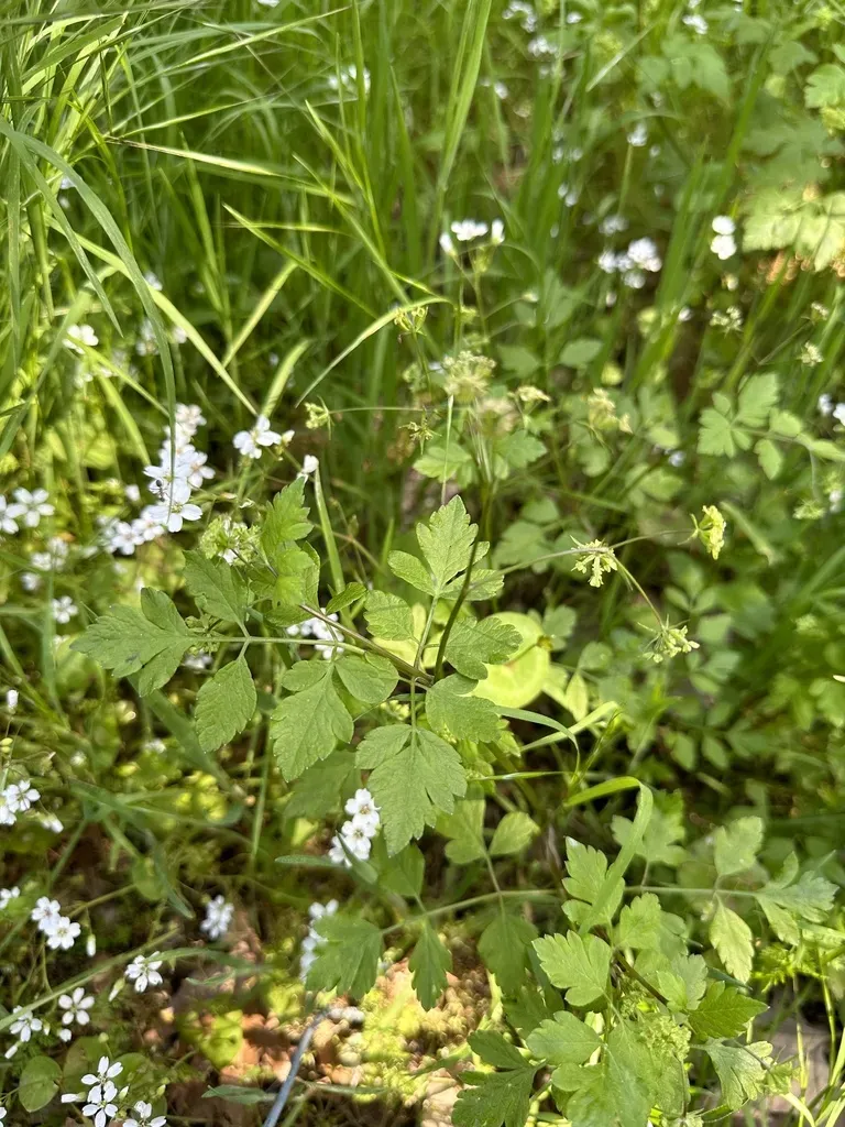 California Sweet Cicely
