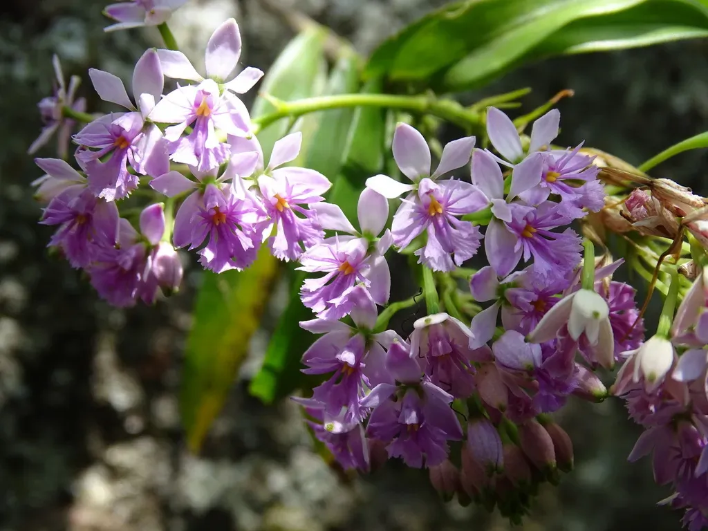 Epidendrum Caligarium
