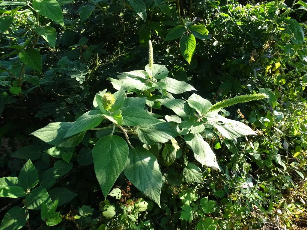 Acalypha Macrostachyoides