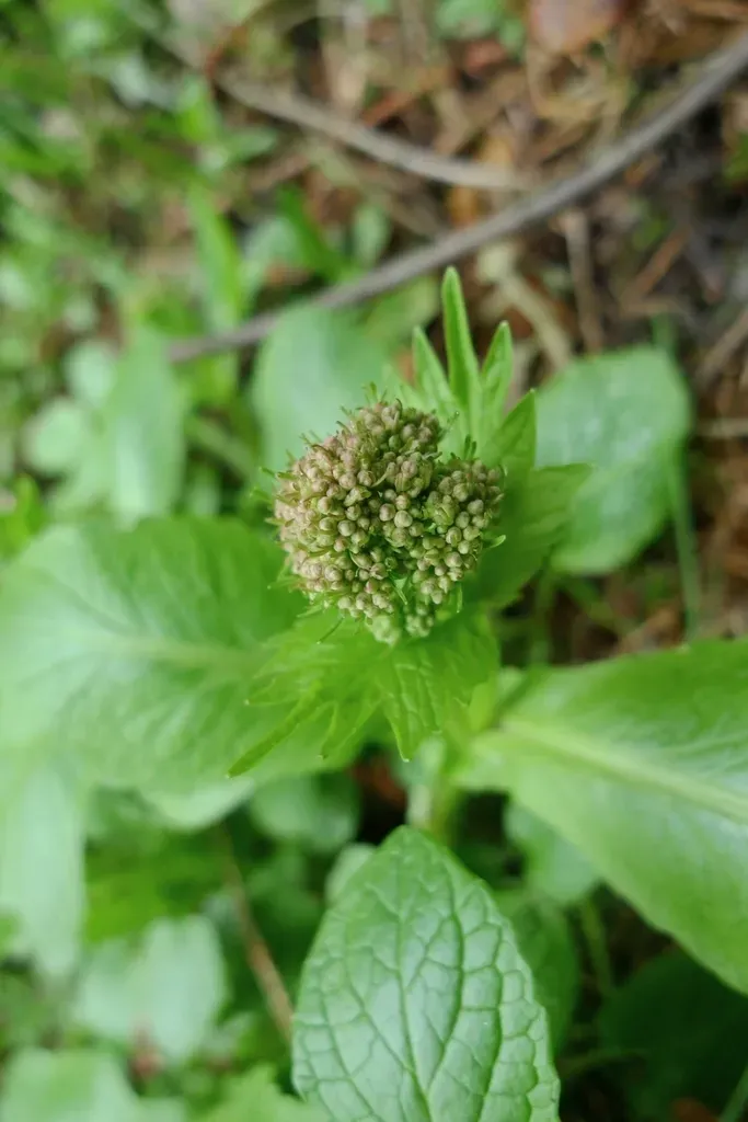 Valeriana Simplicifolia
