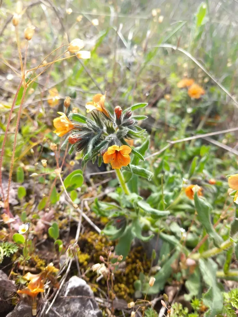 Alkanna Primuliflora