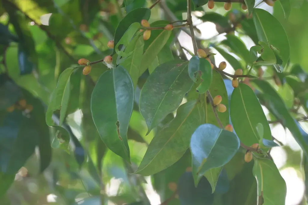 Ficus Pellucidopunctata