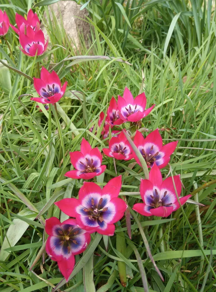 Tulipa Humilis