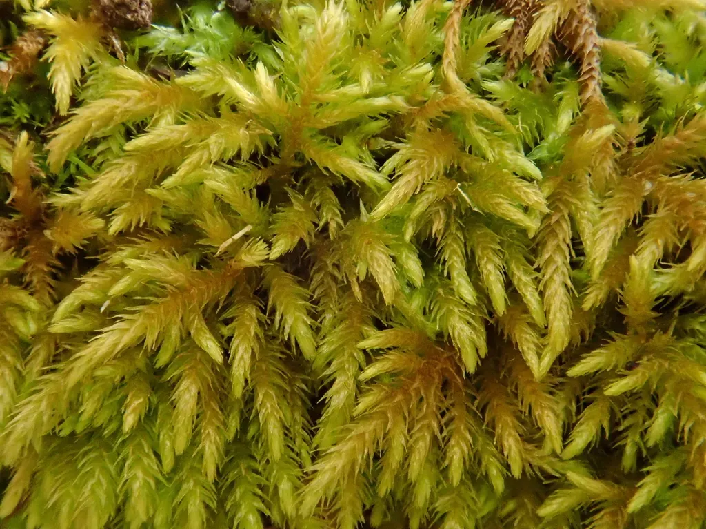 Plasteurhynchium Meridionale