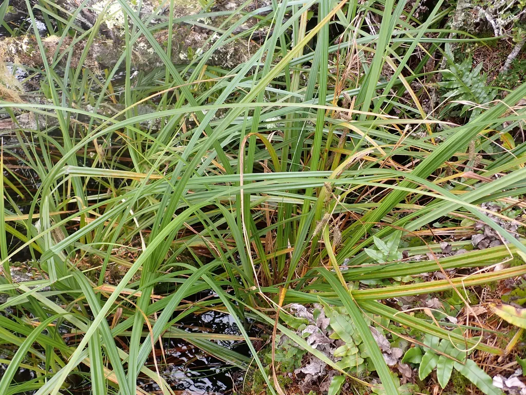 Carex Ternaria