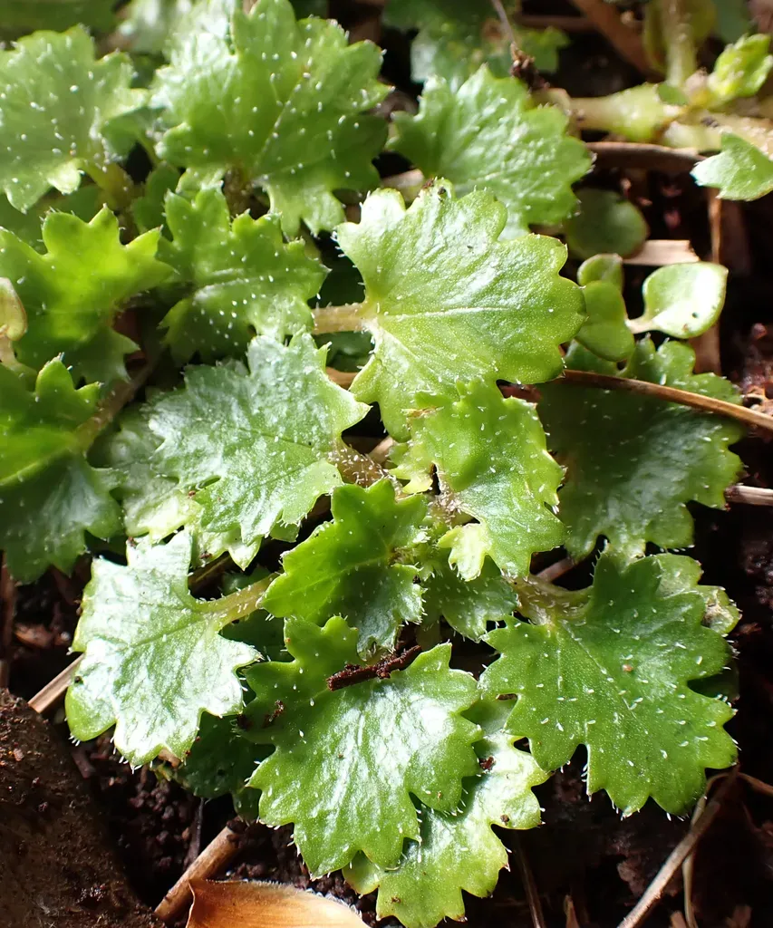 Groundcover Gunnera