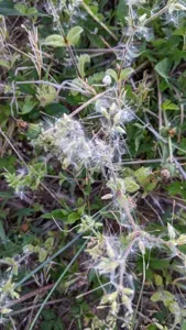 Sticky Mouse-ear Chickweed