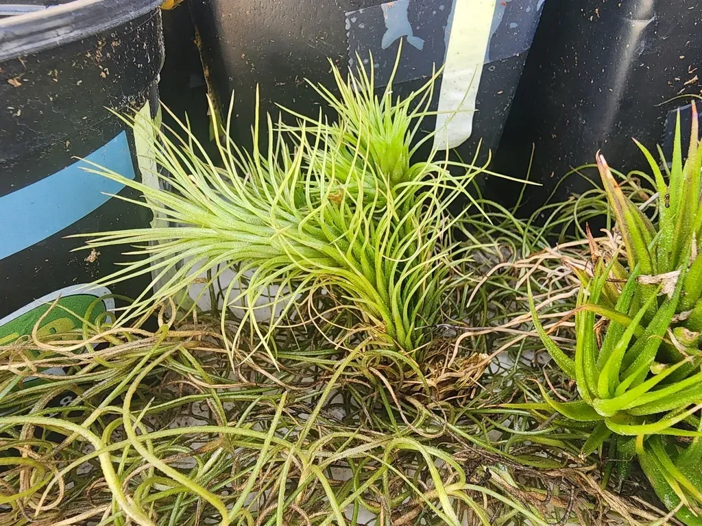 Tillandsia Funckiana