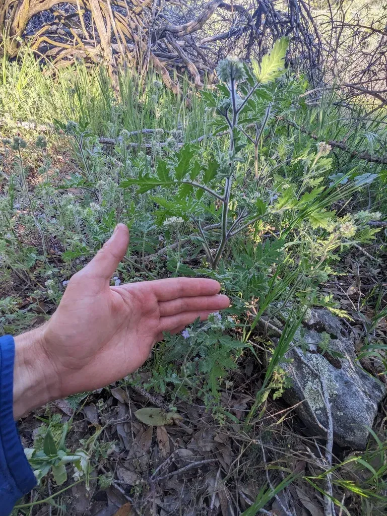 Broadlobe Phacelia