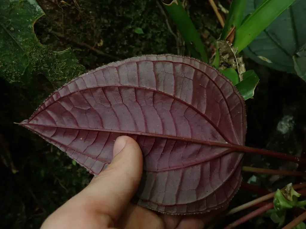 Monolena Primuliflora