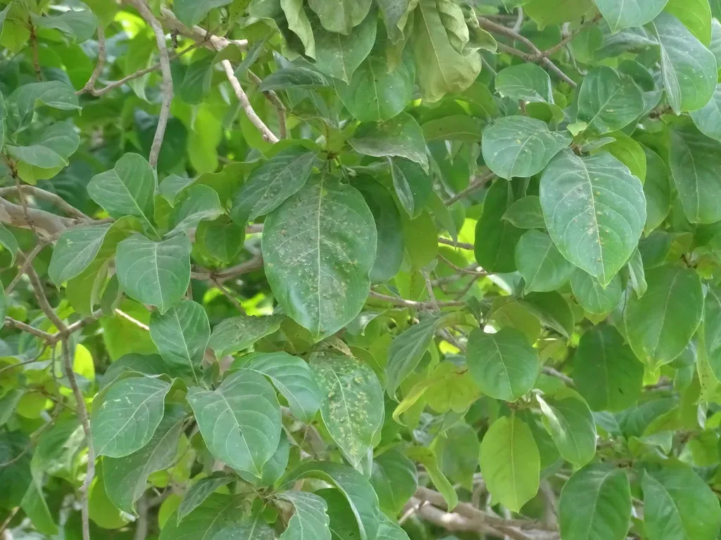 Guettarda Macrosperma