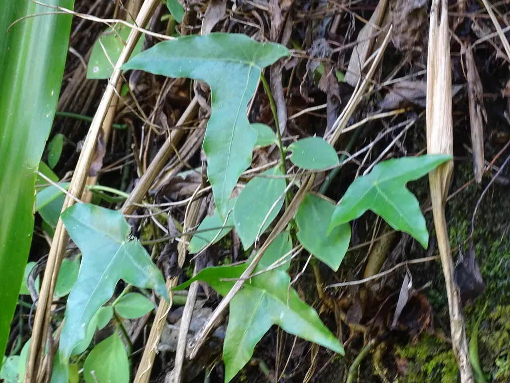 Oreopanax Sanderianus