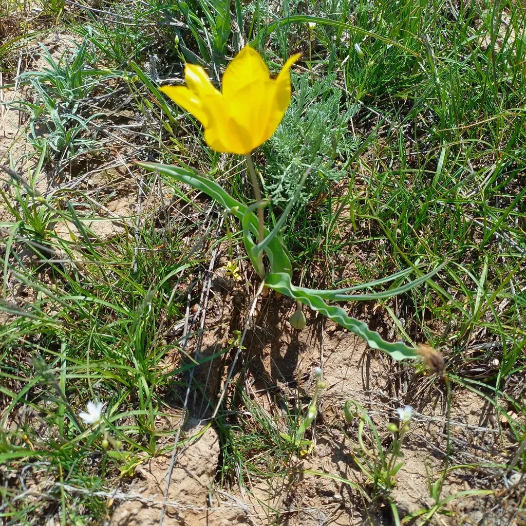 Tulipa Kolpakowskiana