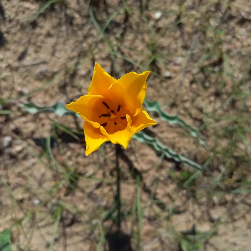 Tulipa Behmiana