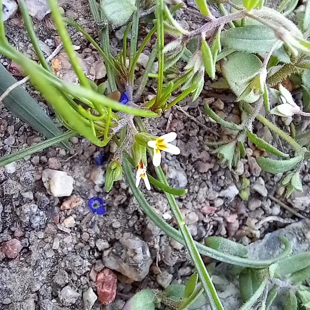 Leptaleum Filifolium