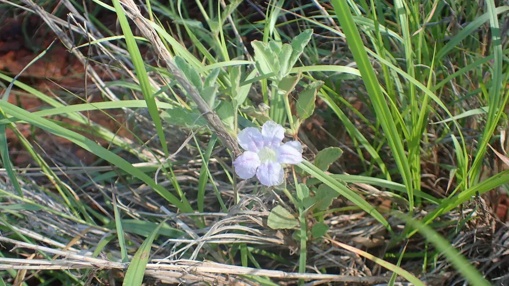 Dipteracanthus Australasicus