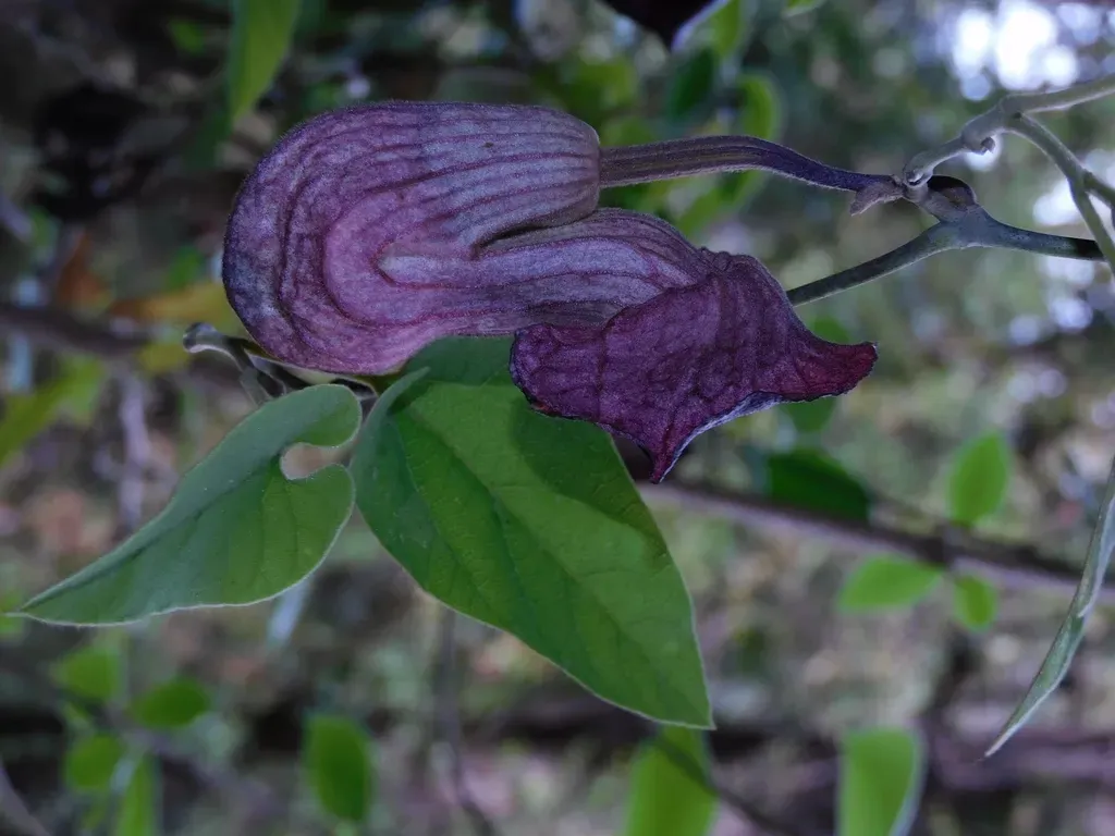 Aristolochia Dilatata