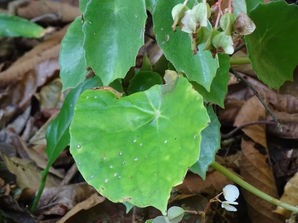 Lily-pad Begonia