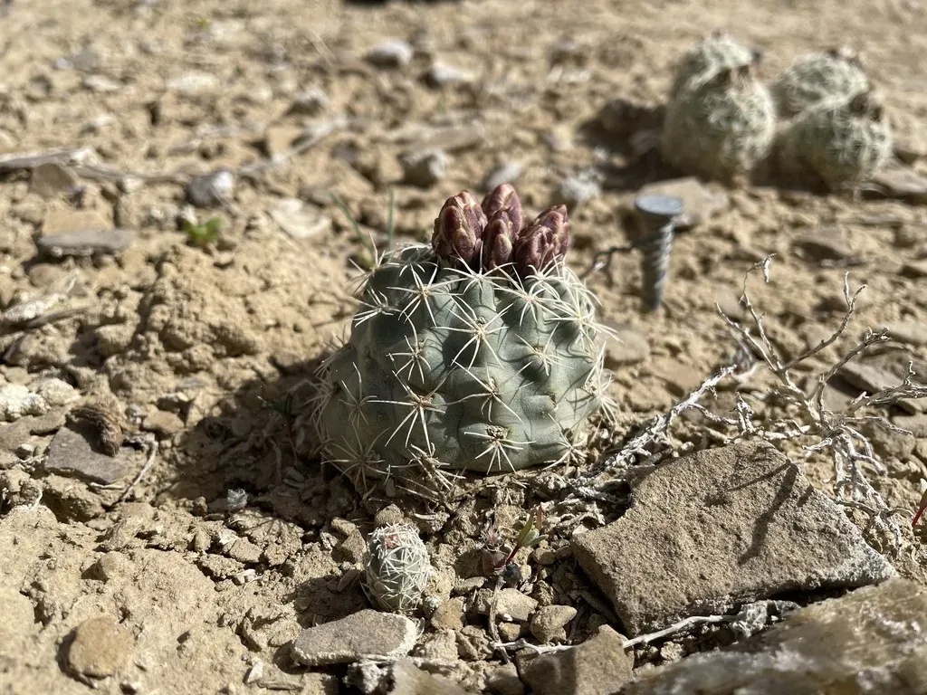 Mesa Verde Fishhook Cactus