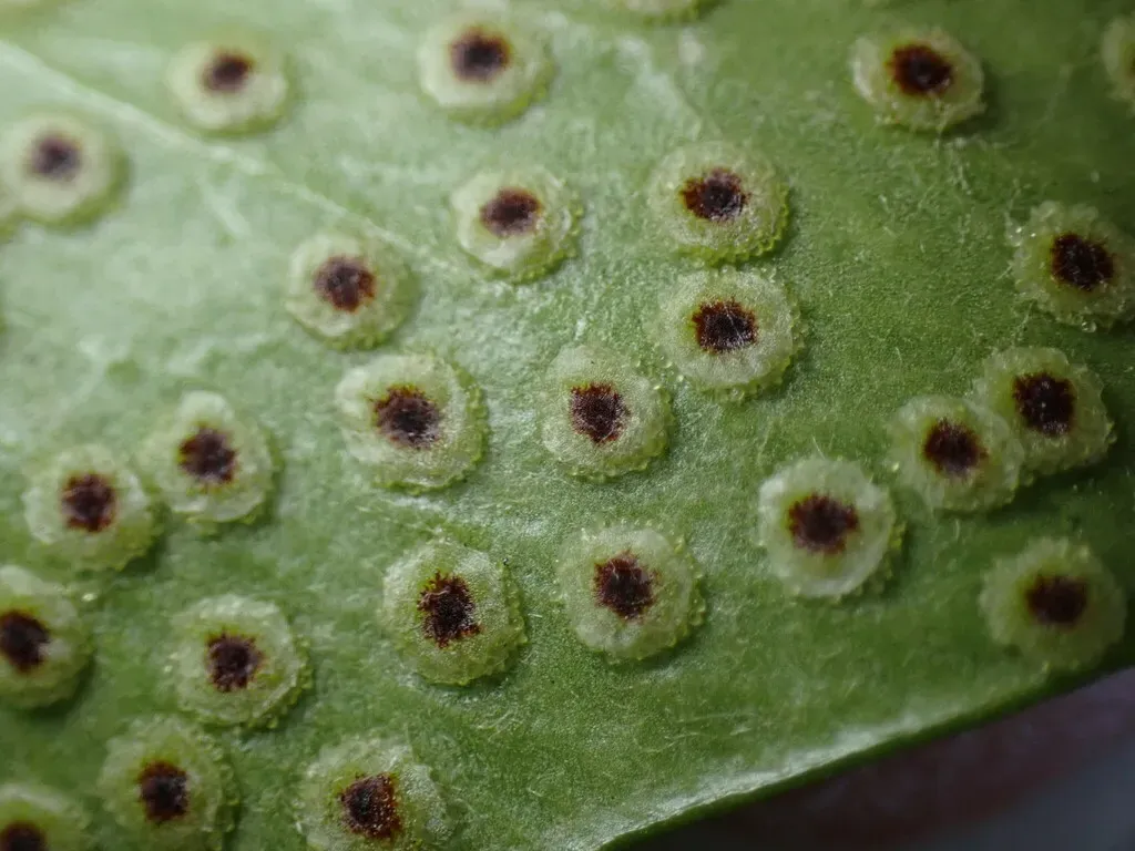 Sickle Leaved Holy Fern