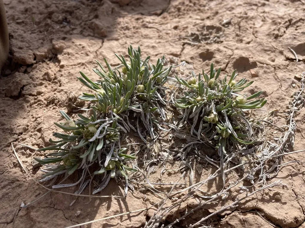 Galisteo Sand Verbena