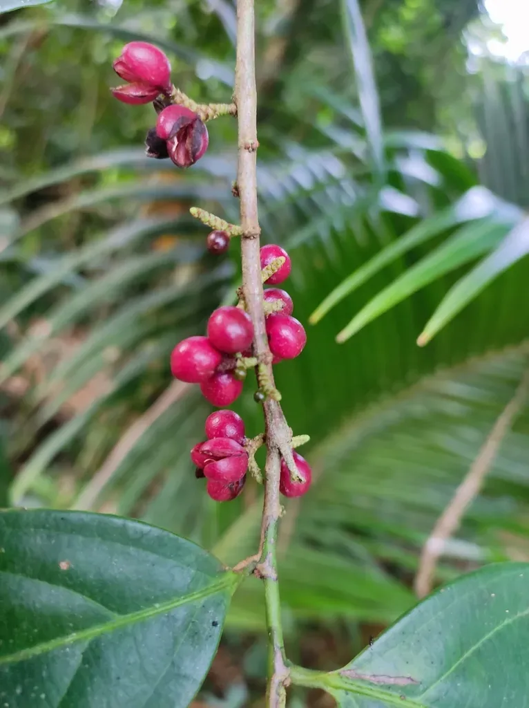 Lacistema Aggregatum