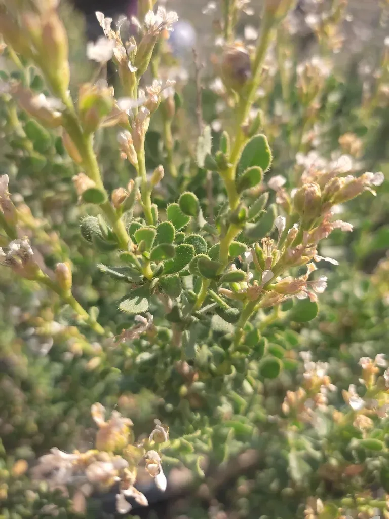 Vella Pseudocytisus