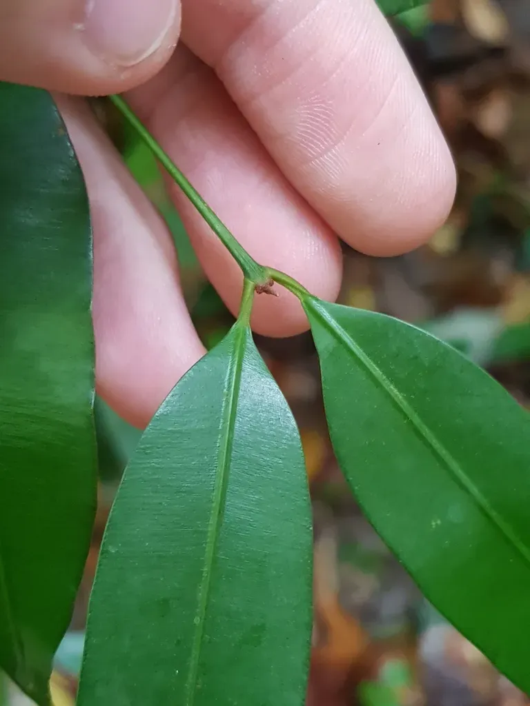 Calophyllum Pulcherrimum