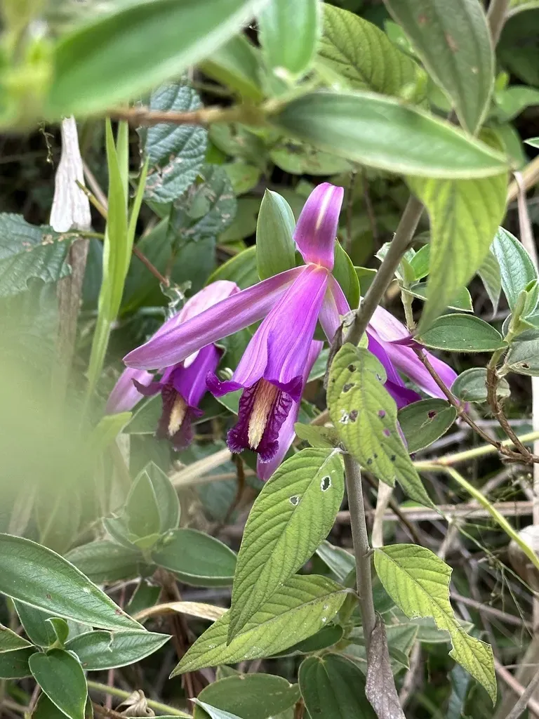 Cleistes Montana