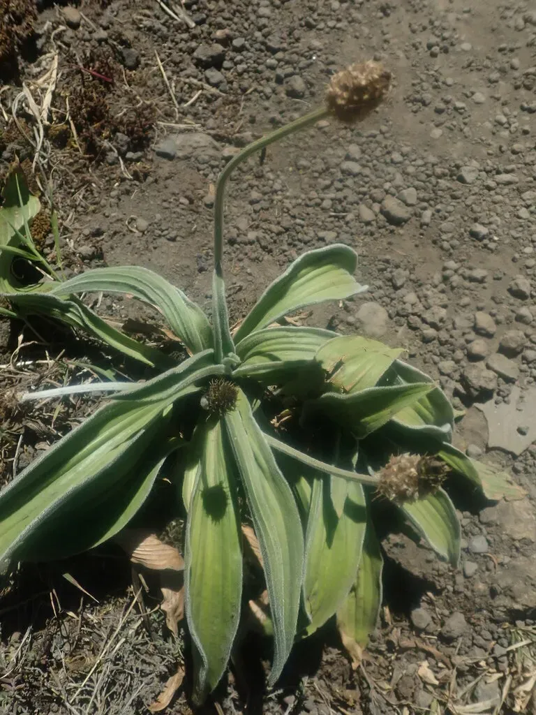 Plantago Malato-belizii