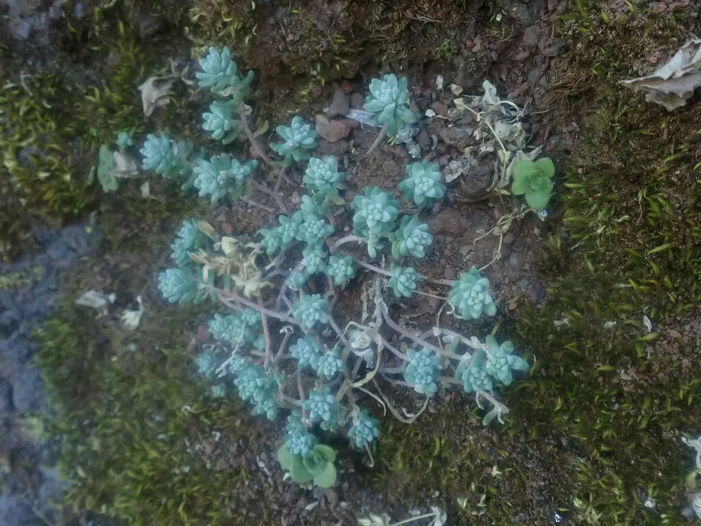 Sedum Farinosum