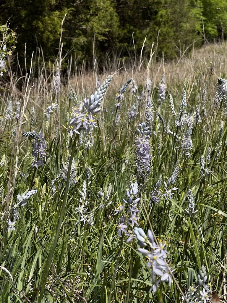Prairie Camas