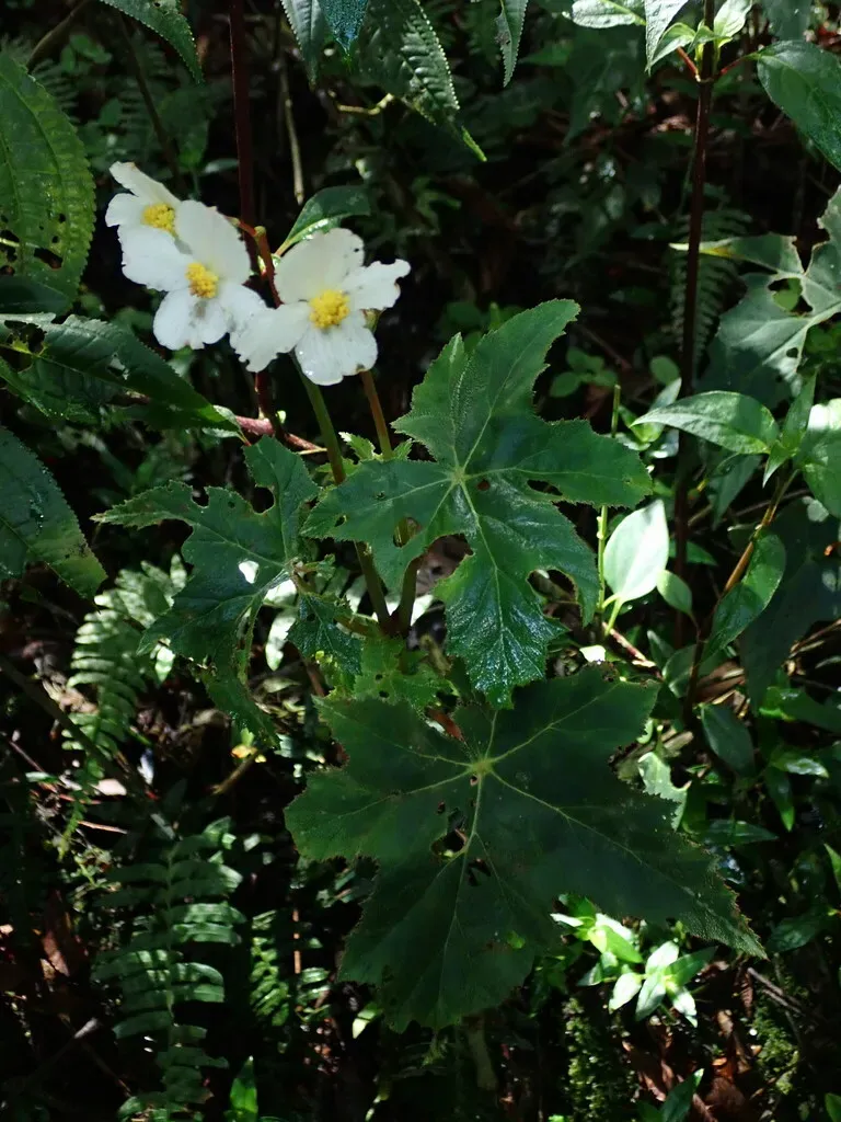 Maple-leaved Begonia