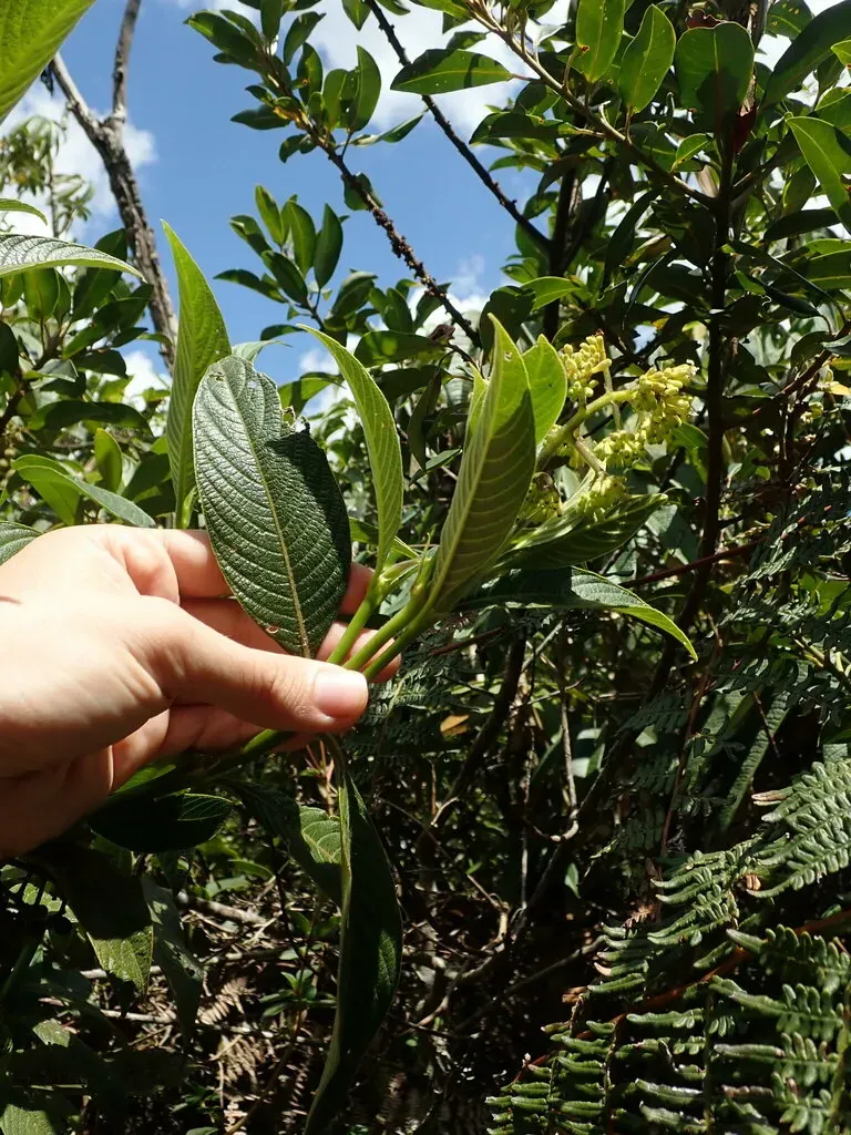 Palicourea Reticulata