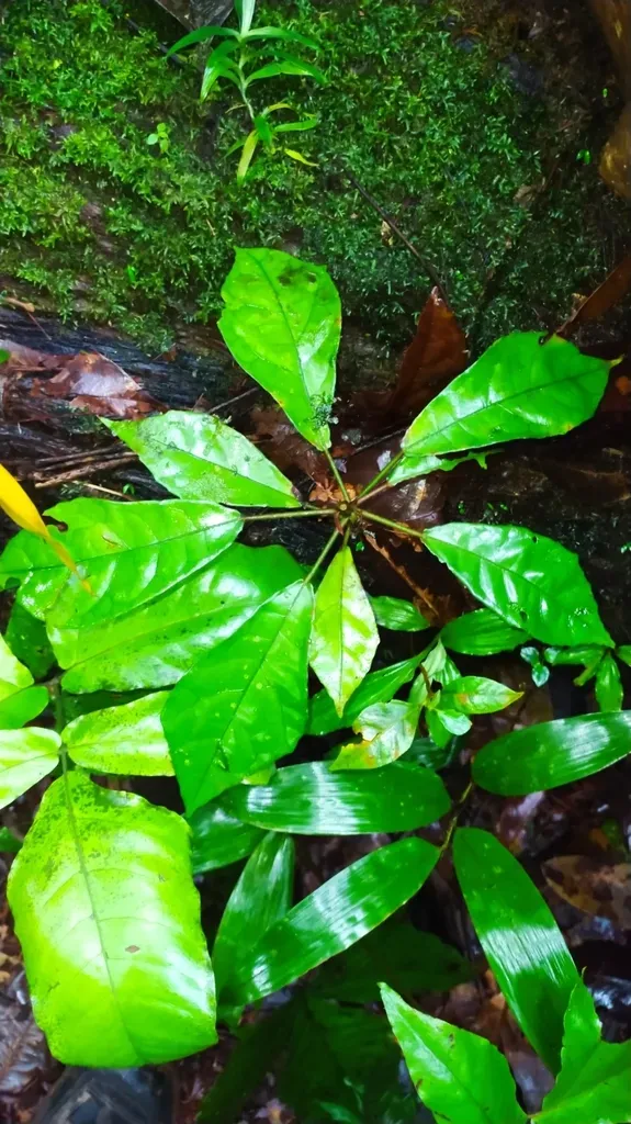 Pavonia Castaneifolia