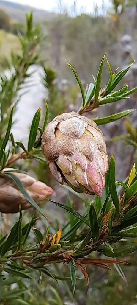 None Widely Recorded