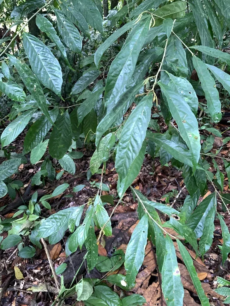 Antidesma Tomentosum